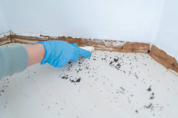 Best Affordable Pest Control Services  in Scottsville, KY